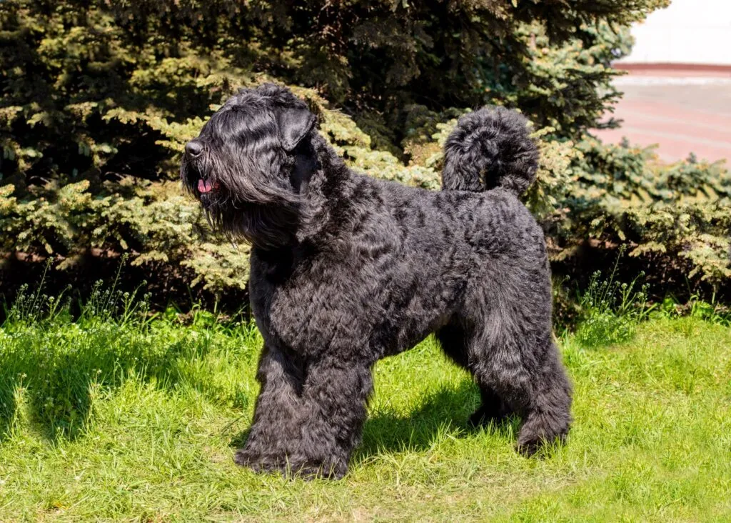 Bouvier des Flandres standing alert in a field, showcasing its sturdy build and calm expression, symbolizing its origins as a Flemish cattle dog