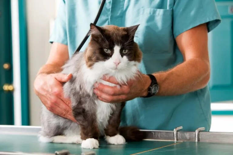 HCM in Cats (Hypertrophic Cardiomyopathy)