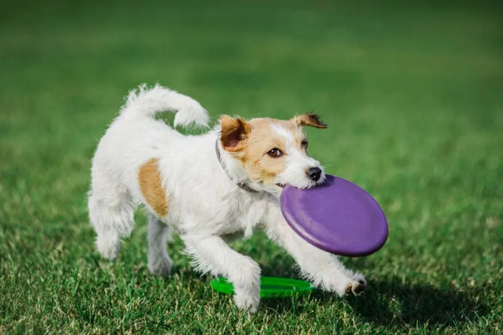 Parson Russell Terrier leaping over a flyball hurdle, showing its agility, energy, and athletic build