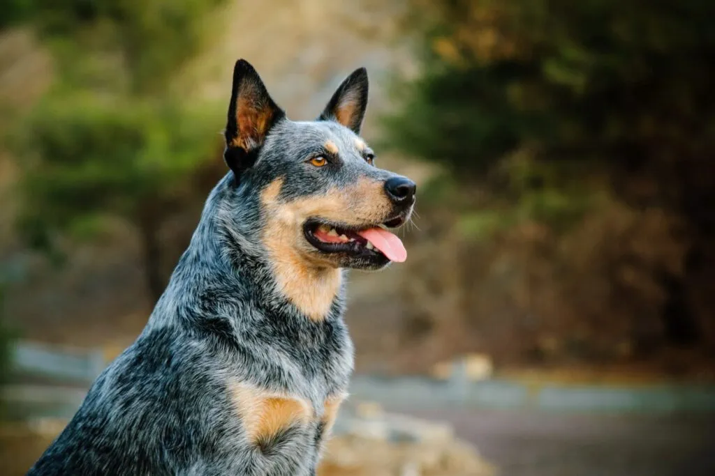 Australian Heeler with low-maintenance coat—regular brushing keeps the fur clean, with minimal need for bathing