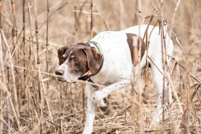 English Pointer standing alert in a grassy field, showcasing its lean body, short coat, and athletic posture