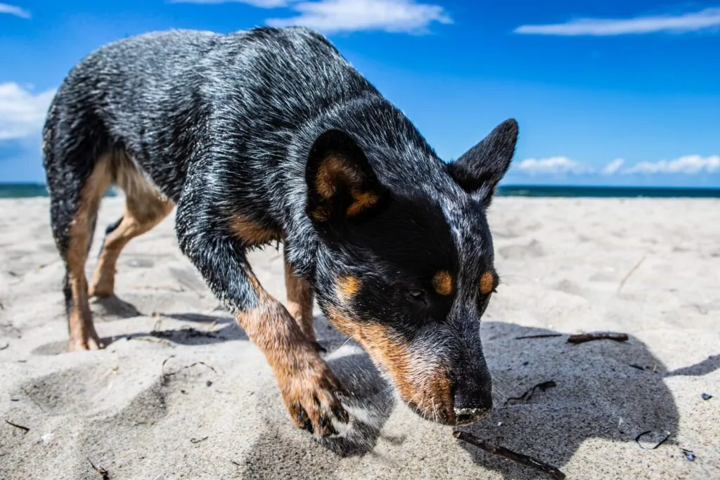 Active Australian Cattle Dog with strong follower instinct, ideal for outdoor adventures like cycling or riding tours