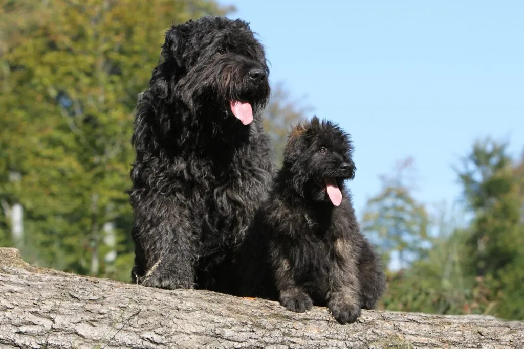 Bouvier des Flandres standing confidently in a rural landscape, reflecting its origins as a cattle-driving dog from Flanders, Belgium