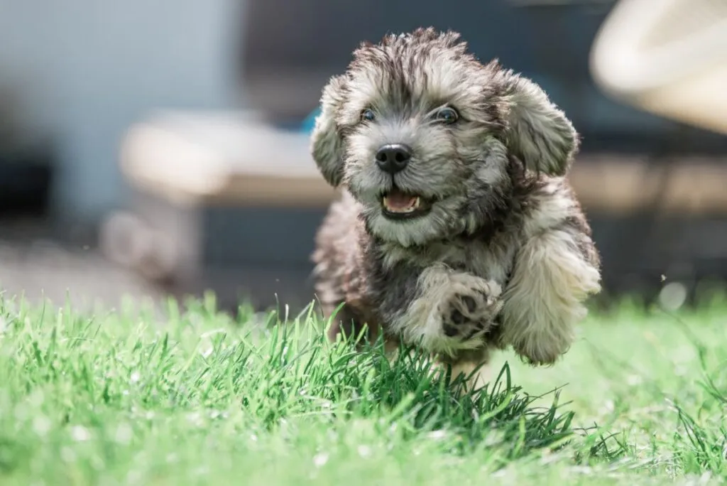 Dandie Dinmont Terrier engaged in light training or trick learning outdoors