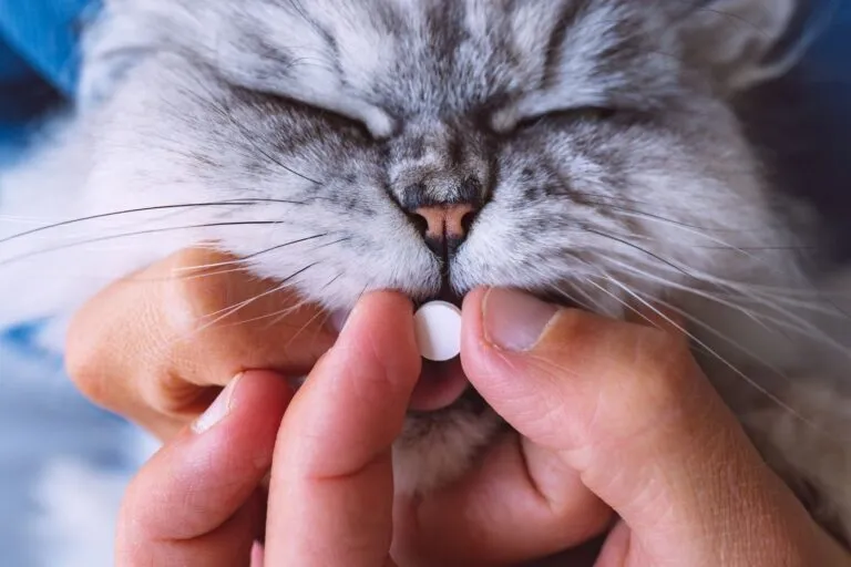 Cat being given daily thyroid medication for hyperthyroidism treatment