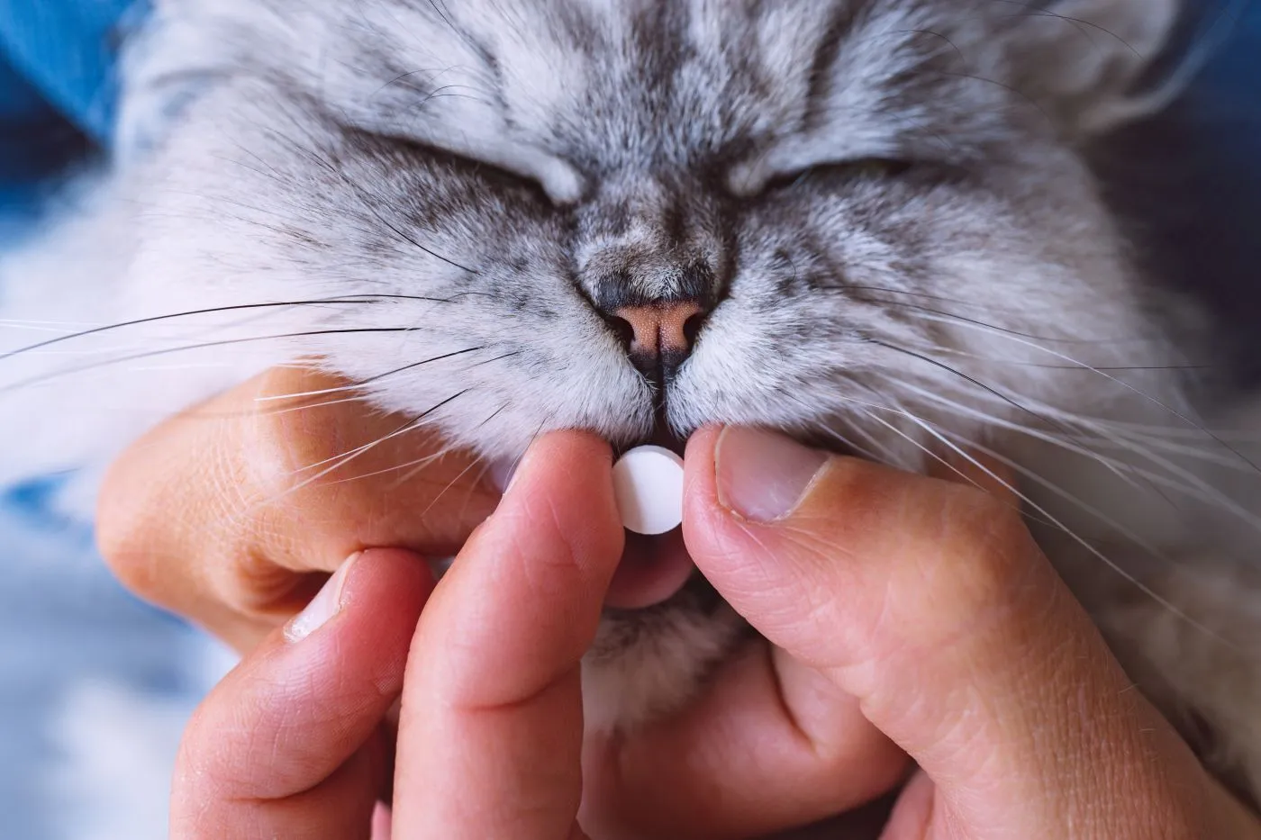 Hyperthyroidism in Cats (Hyperthyrosis) | zooplus Magazine