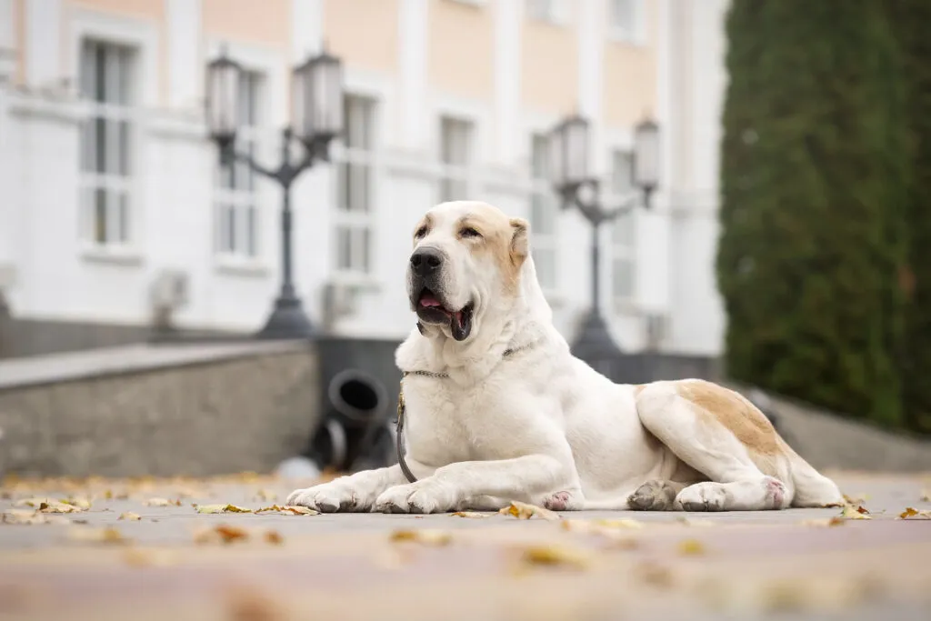 Central Asian Shepherd Dog sitting alertly, displaying its protective instinct and independent, strong-willed temperament