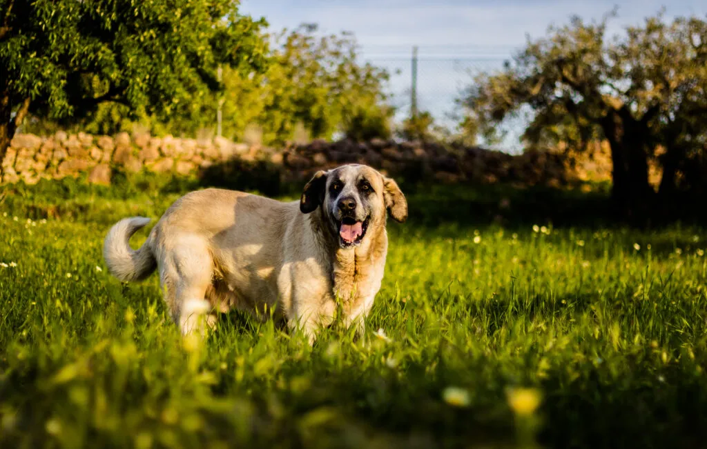 Rafeiro do Alentejo standing still, showing its dense coat, low-set tail, and folded ears