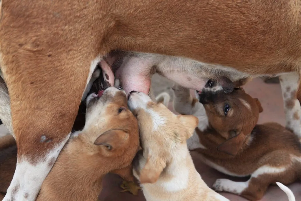 Mastitis in Dogs (Mammary Inflammation)