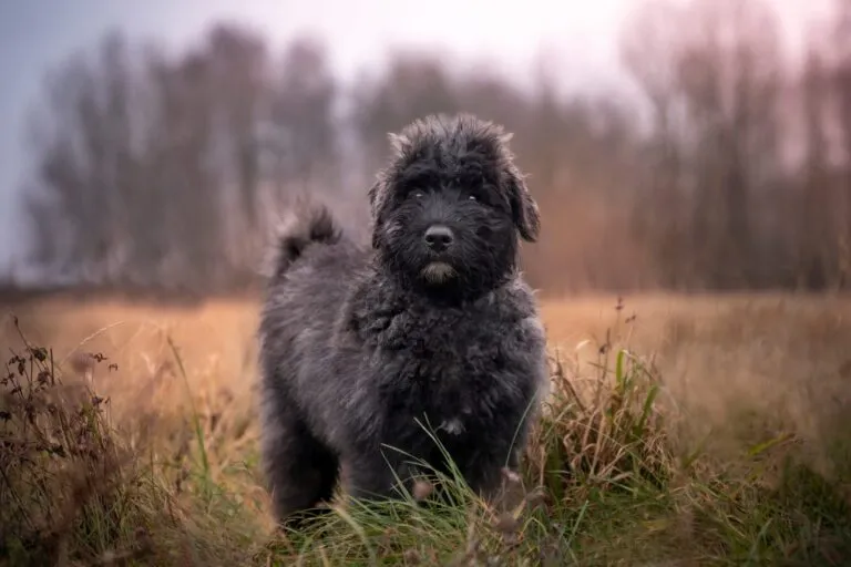 Close-up of a Bouvier des Flandres showing its rough coat, hanging ears, and confident posture, highlighting the breed’s traditional herding role