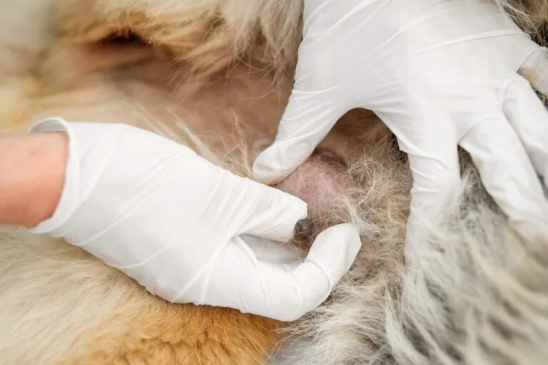 Mastitis in Dogs (Mammary Inflammation)