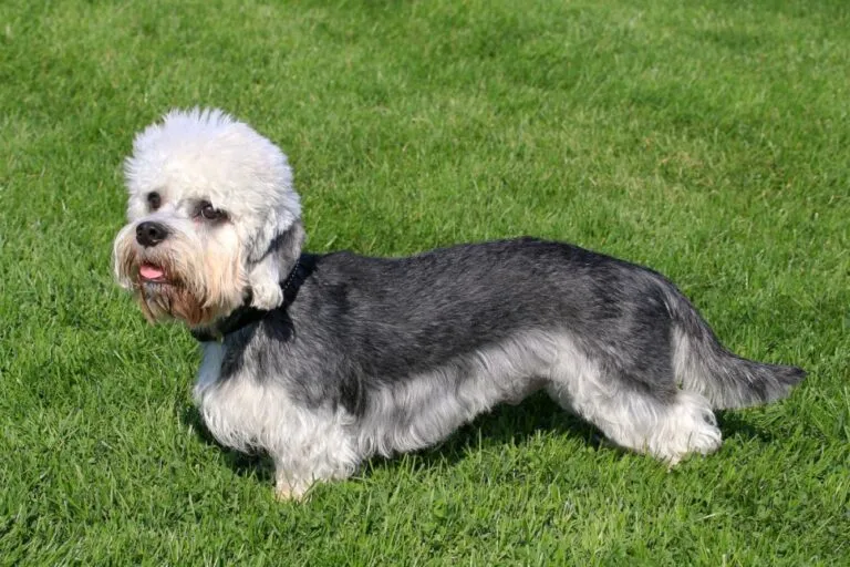 Dandie Dinmont Terrier with a tousled topknot, long body, and short legs, standing alertly outdoors