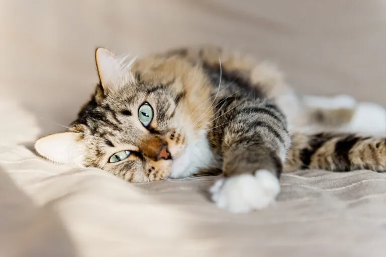 Pancreatitis in Cats