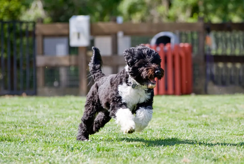 Portuguese Water Dog puppy playing outdoors, showing its energetic, social, and loyal nature, ideal for active families with proper training