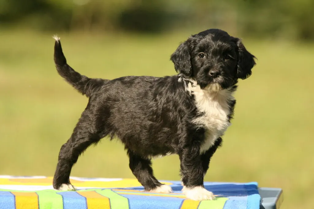 Portuguese Water Dog puppy looking curious and alert, displaying the breed’s intelligent and strong-willed nature that needs consistent, gentle training