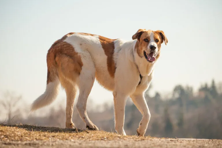 Rafeiro do Alentejo alert with sharp eyes and ears, showing its protective nature as a livestock guardian dog