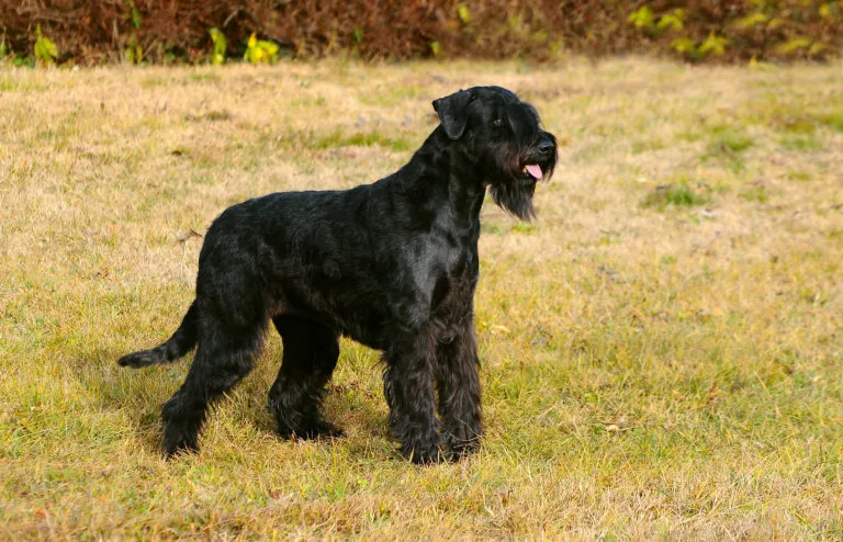 Dog Giant Schnauzer