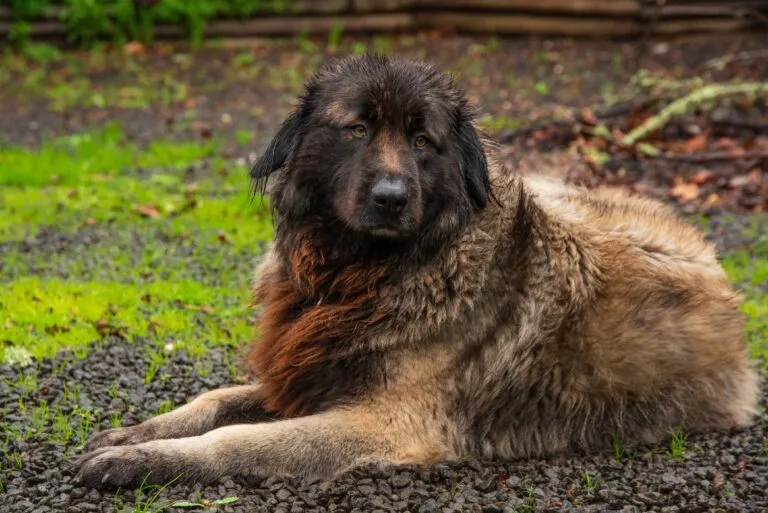 Estrela Mountain Dog alert and protective in a rural setting, guarding its territory