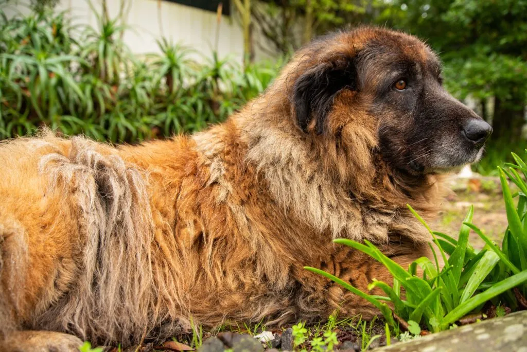 Long-haired Serra da Estrela Mountain Dog in fawn coat standing tall, showing its large, powerful build and rustic fur