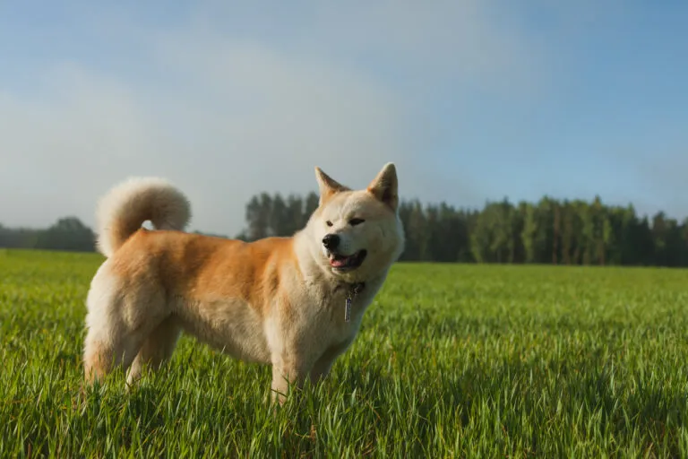 Akita Inu dog