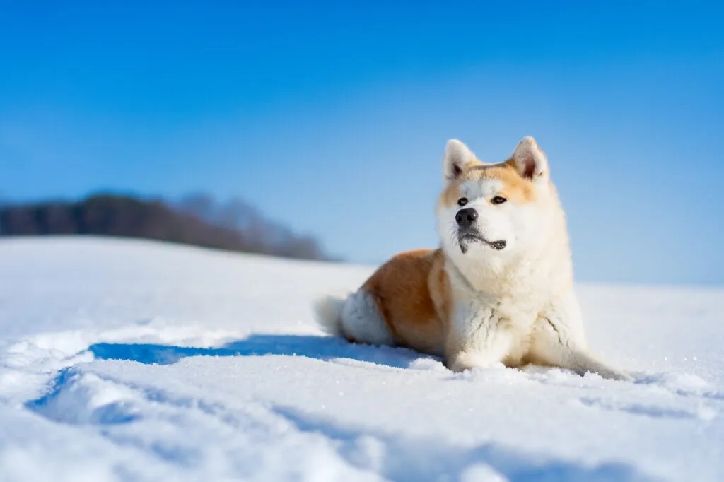 Akita Inu in the snow