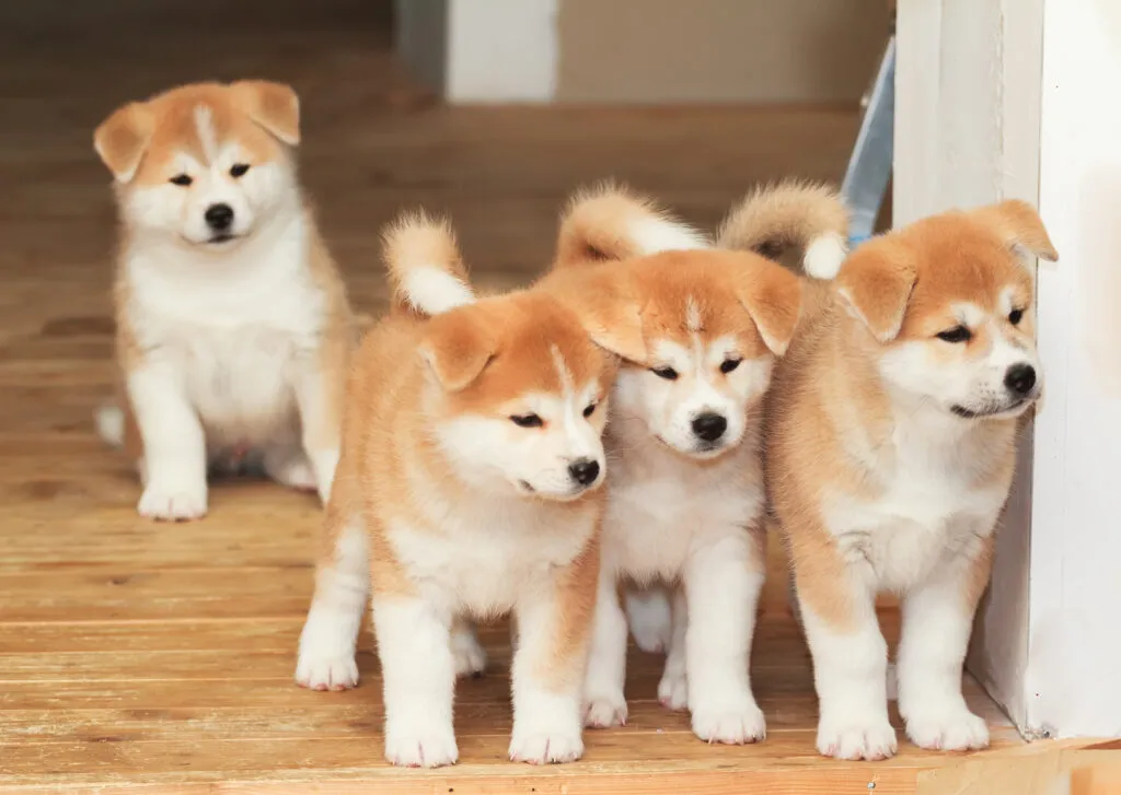 Akita Inu puppies