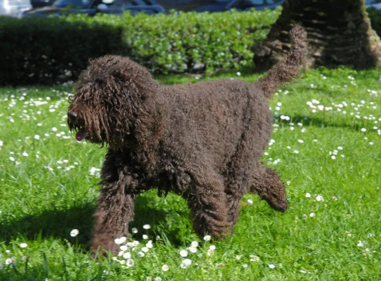 Medium-sized Barbet dog with curly coat and beard, standing outdoors