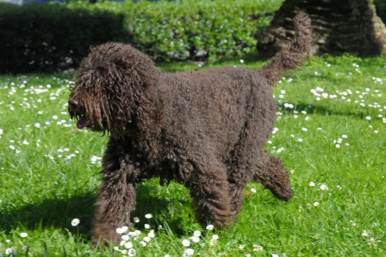 Medium-sized Barbet dog with curly coat and beard, standing outdoors