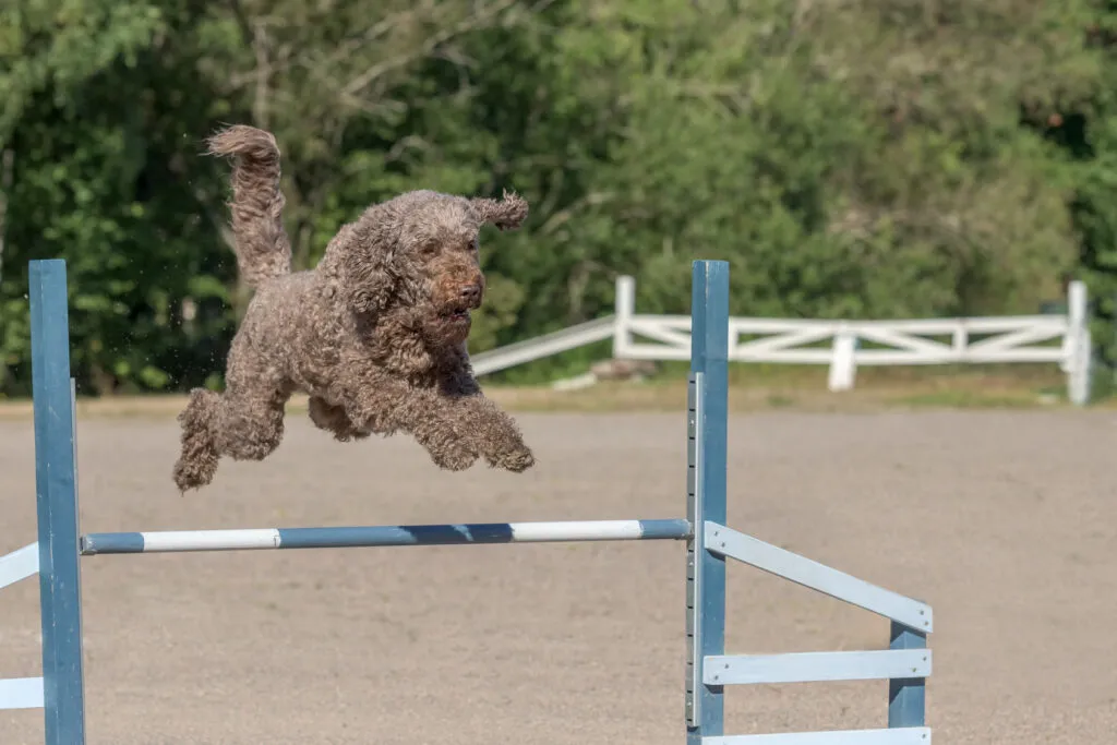 Barbet dog in training session with owner, responding to commands with focus and positive engagement