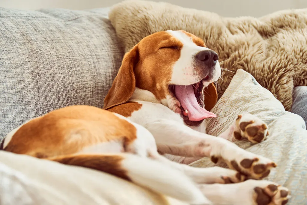 Lethargic dog lying down, showing signs of tiredness and weakness associated with parvovirus infection