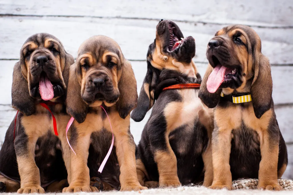 Beautiful puppies Bloodhound on a light background