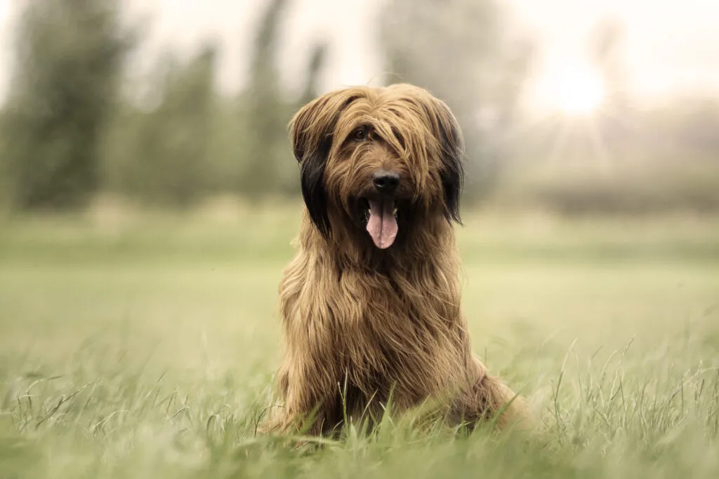 Briard herding dog with a rich history of herding, hunting, and serving as a patrol and medical dog in two World Wars