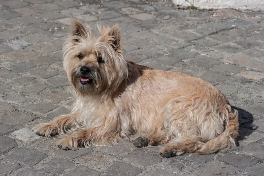 The Cairn Terrier is an ideal family dog