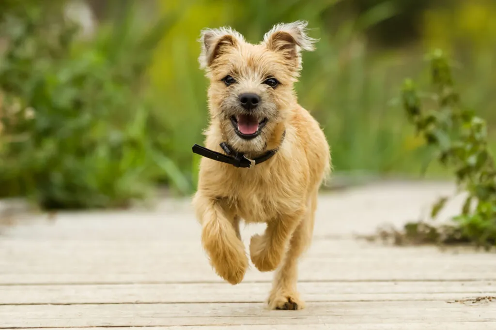 The robust, small Cairn Terrier does not make any great demands
