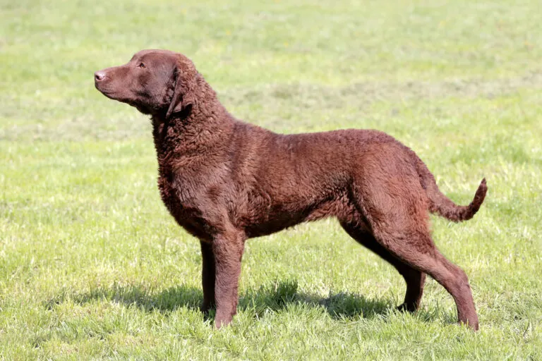 Chesapeake Bay Retriever with dense, water-repellent coat in shades from deadgrass to brown, adapted for swimming in cold waters