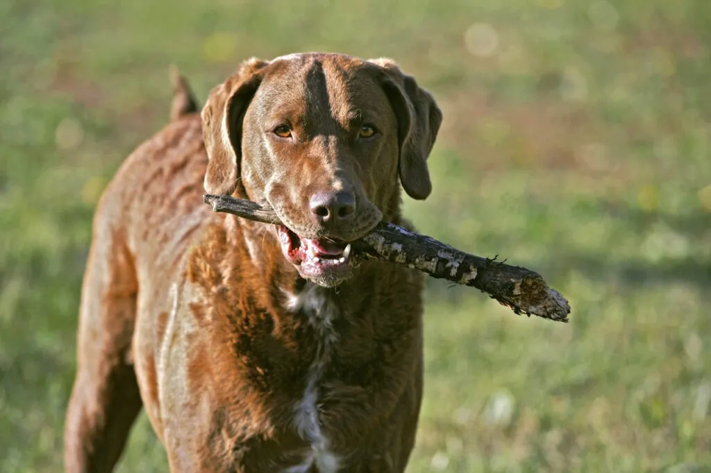 Chesapeake Bay Retriever is a popular hunting and companion dog in the US and Europe, valued for its endurance and versatility