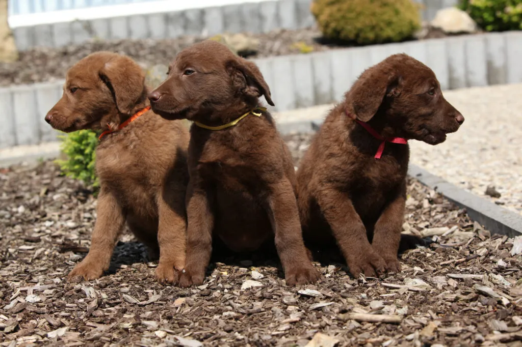 Chesapeake Bay Retriever requires mental and physical activity to prevent overprotective behavior and excessive barking