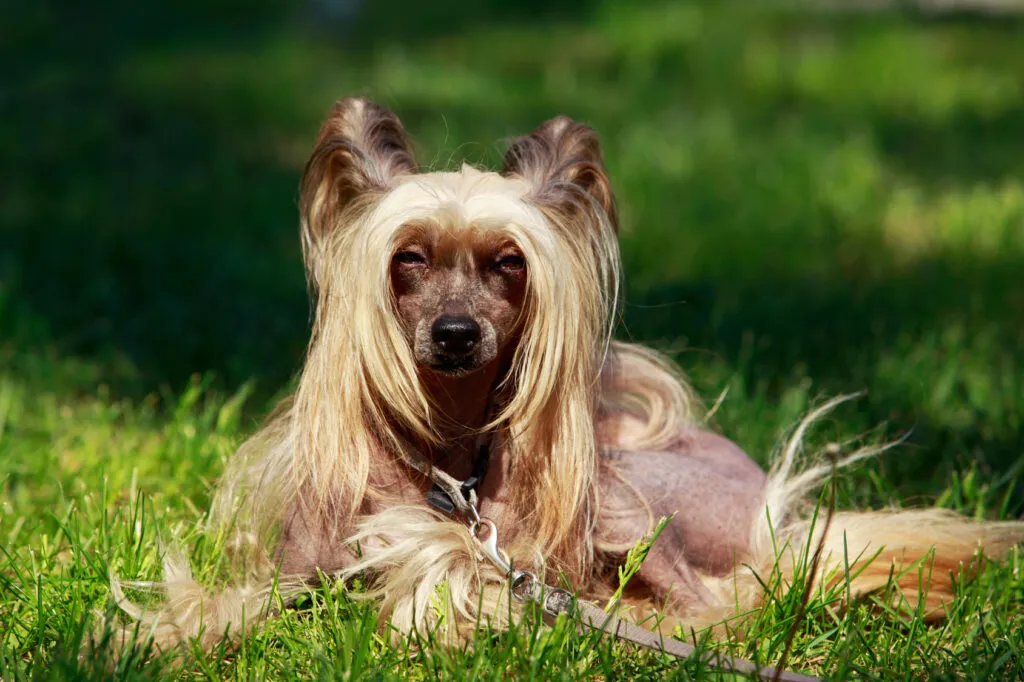 Dog breed Chinese Crested Dog