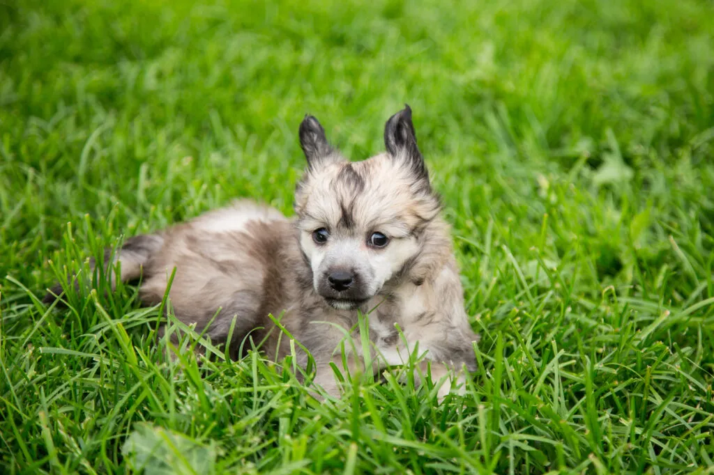 powder puff puppy breed chinese crested dog