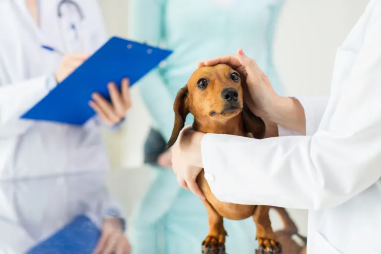Veterinarian performing a general health check on a dog to detect signs of parvovirus infection