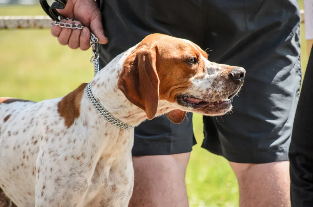 English Pointer standing alert outdoors, demonstrating its attentive expression and athletic build