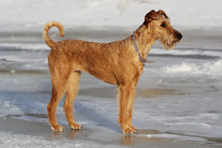 Irish Terrier with its distinctive reddish coat, featuring a soft undercoat and weather-resistant harsh topcoat