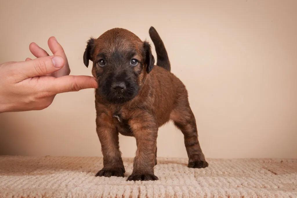 Irish Terrier known for its determination, hunting instincts, and strong-willed nature: best for experienced dog owners