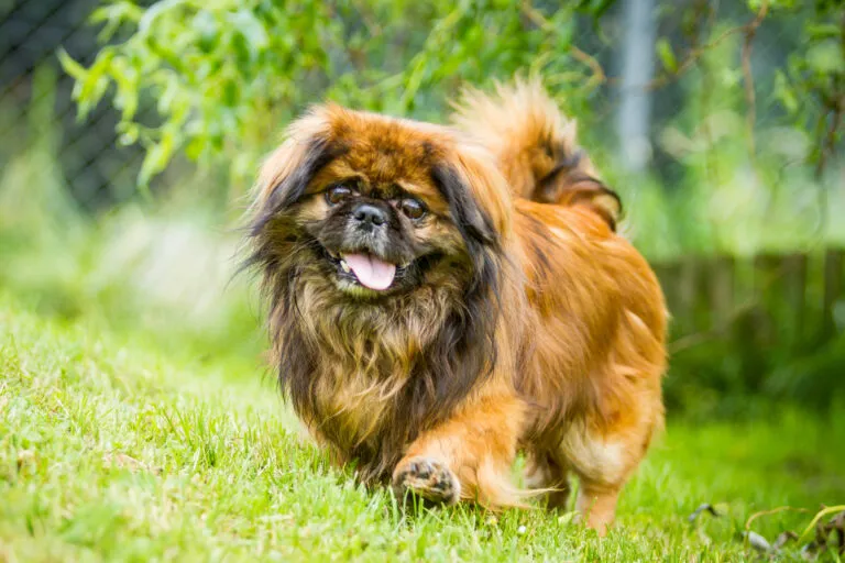 Pekingese dog