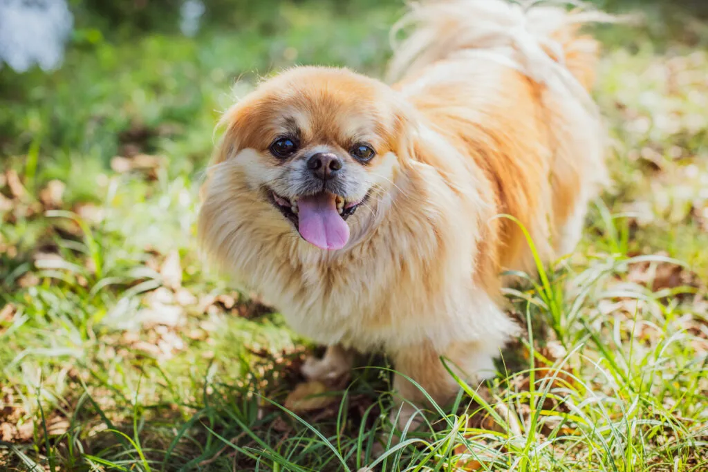 Pekingese dog