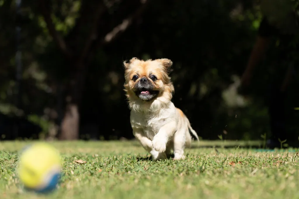 Pekingese dog