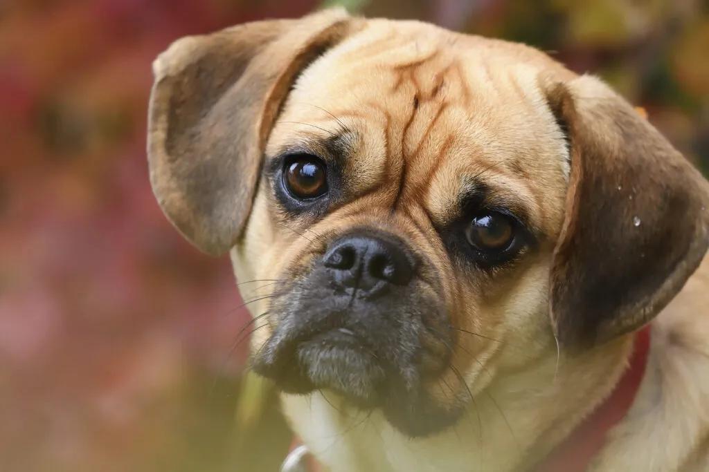 Healthy Puggle with balanced features