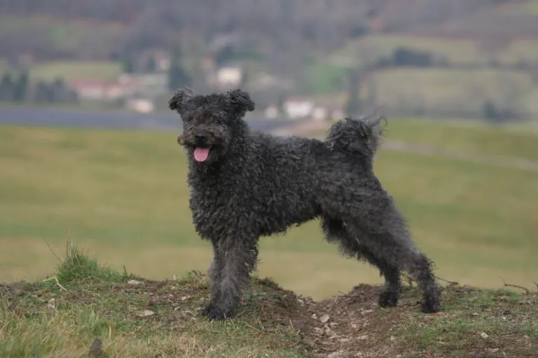 Grey Pumi dog with curly coat and erect ears, standing alertly outdoors