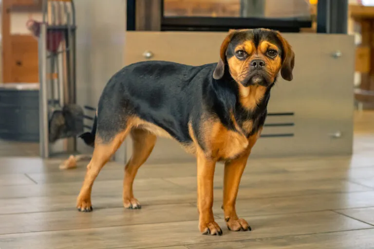 Puggle dog with beige coat and black mask, floppy ears, and sturdy build