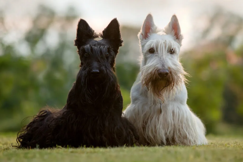 Black and white Scottish Terriers standing side by side, alert and poised